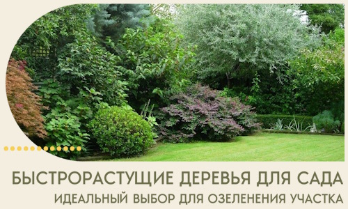 Быстрорастущие деревья для сада идеальный выбор в Искитиме
