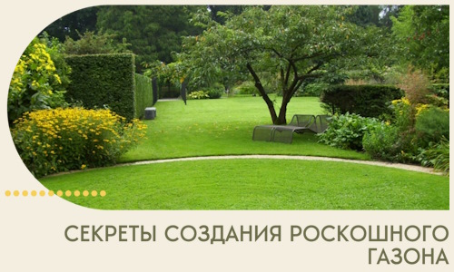 Секреты создания роскошного газона в Искитиме
