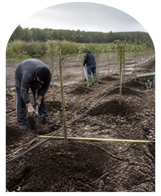 Закладка плодового сада в Искитиме от 6625 р. | Метпроект-Скм